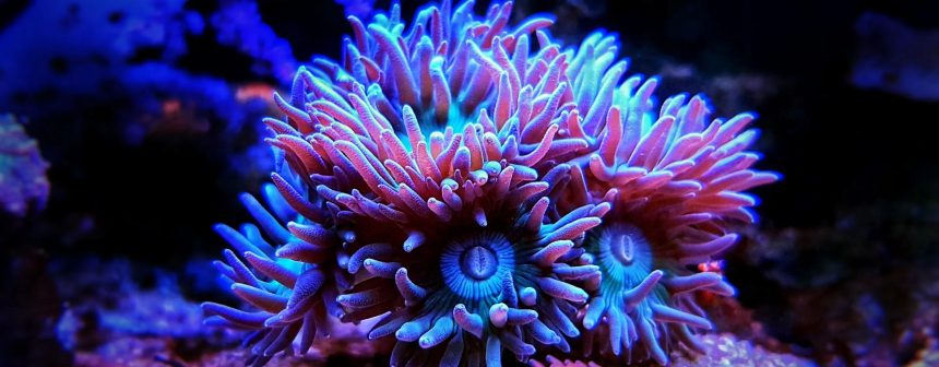 Coral Reefs, Carbon Credits, and Code The Maluku Blue Carbon Tokenization Project