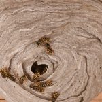 How to Identify Wasp Nests and When to Call for Professional Help