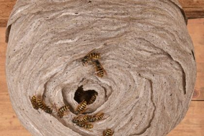 How to Identify Wasp Nests and When to Call for Professional Help