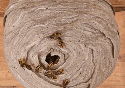 How to Identify Wasp Nests and When to Call for Professional Help