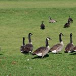 A flock of wild migratory birds in flight