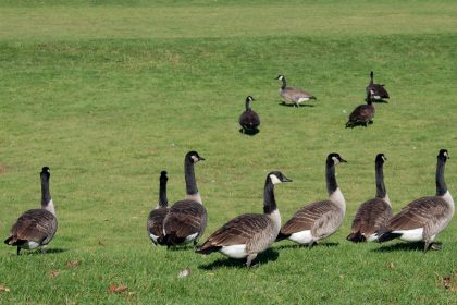 A flock of wild migratory birds in flight