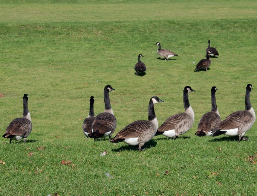 A flock of wild migratory birds in flight